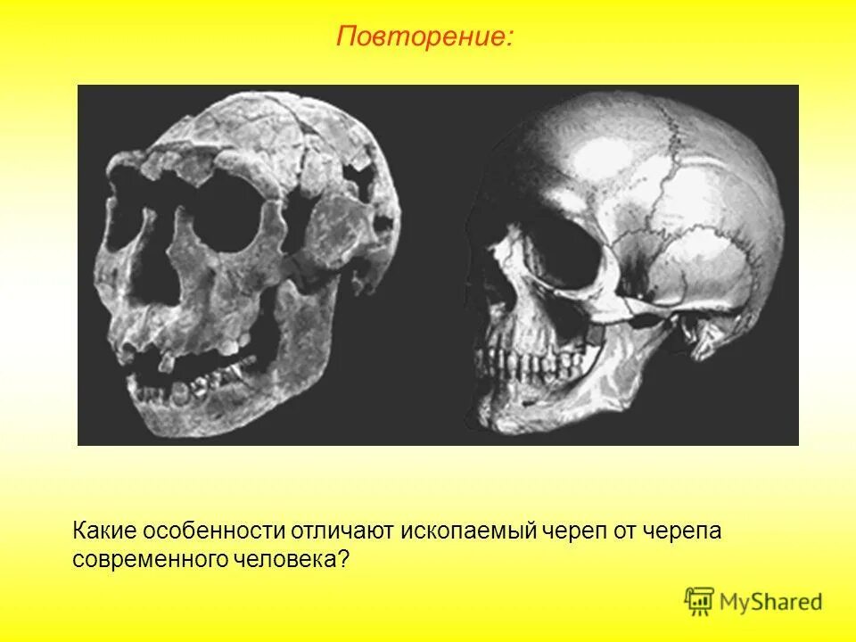 Череп строение черепа. Различия черепа мужчины и женщины. Череп человека и млекопитающих. Череп отличается большой. Череп отличается большой.
