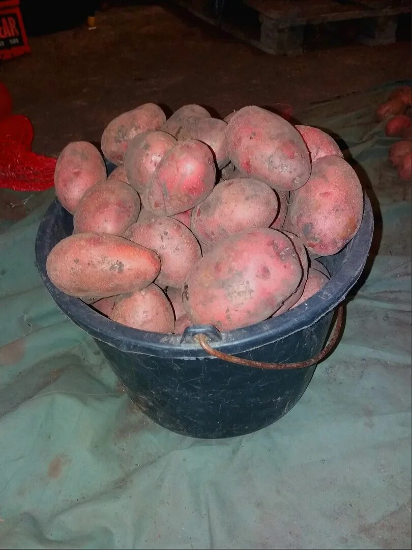 Сколько весит ведро картошки. Картофель в ведре. Красный картофель в ведре. Картофель ( ведро 10 л). Красное ведро с картошкой.