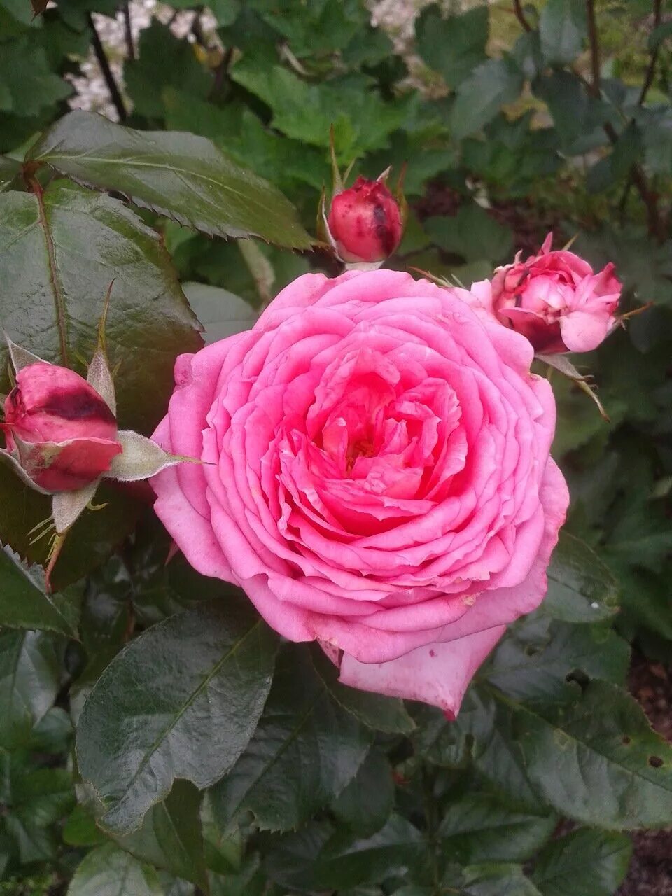 Ла роз. Ля роуз де молинар. Шраб ла вилла котта. Ла роз. Ла роз.