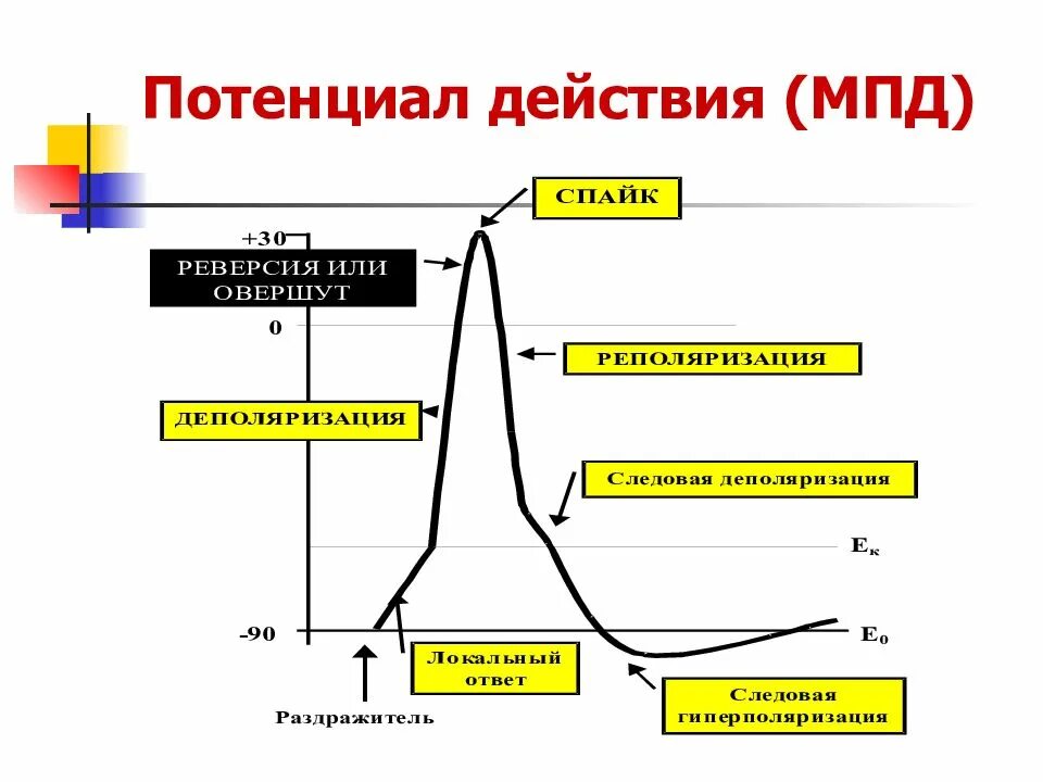 Потенциал действия физиология это. Потенциал действия физиология Спайк. График потенциала действия физиология. Потенциал действия возбудимых тканей. График потенциала действия возбудимых тканей.