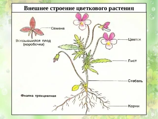 Строение цветковых рисунок