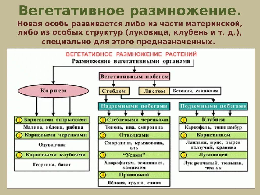 Формы вегетативного размножения примеры. Вегетативное размножение цветковых растений схема. Метод вегетативного размножения растений. Основные способы вегетативного размножения 6 класс. Способы вегетативного размножения растений таблица с примерами.