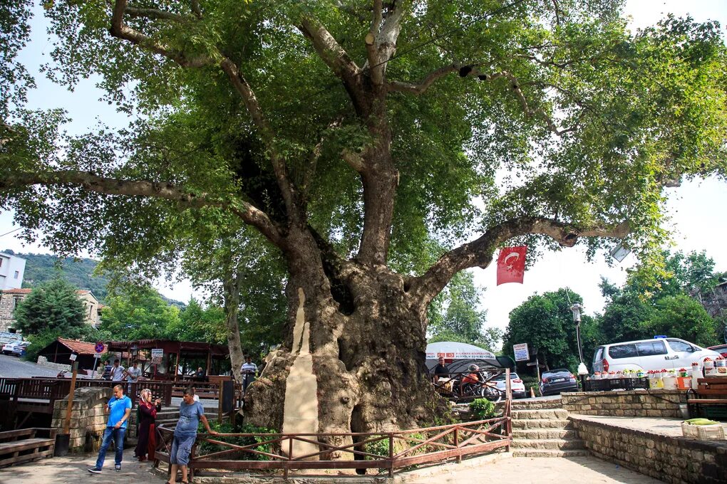 платан айседоры дункан. платан восточный (чинар). платан берёза. старый платан. старый платан.