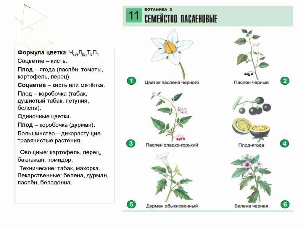 Формула ч л т п. Формула цветка пасленовых схема. Формула цветка ч5л5т5п1 соответствует. Формулы пасленовых картофель. Формула цветка ч5л5т5п1 характерна.