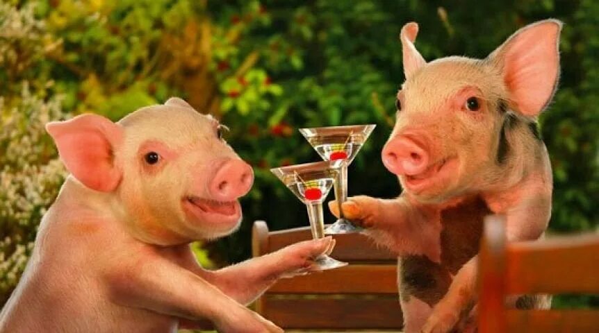 два поросенка. свинья спит. свиньи. влюбленные поросята. два свина.