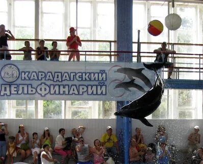 Дельфинарий курортное расписание