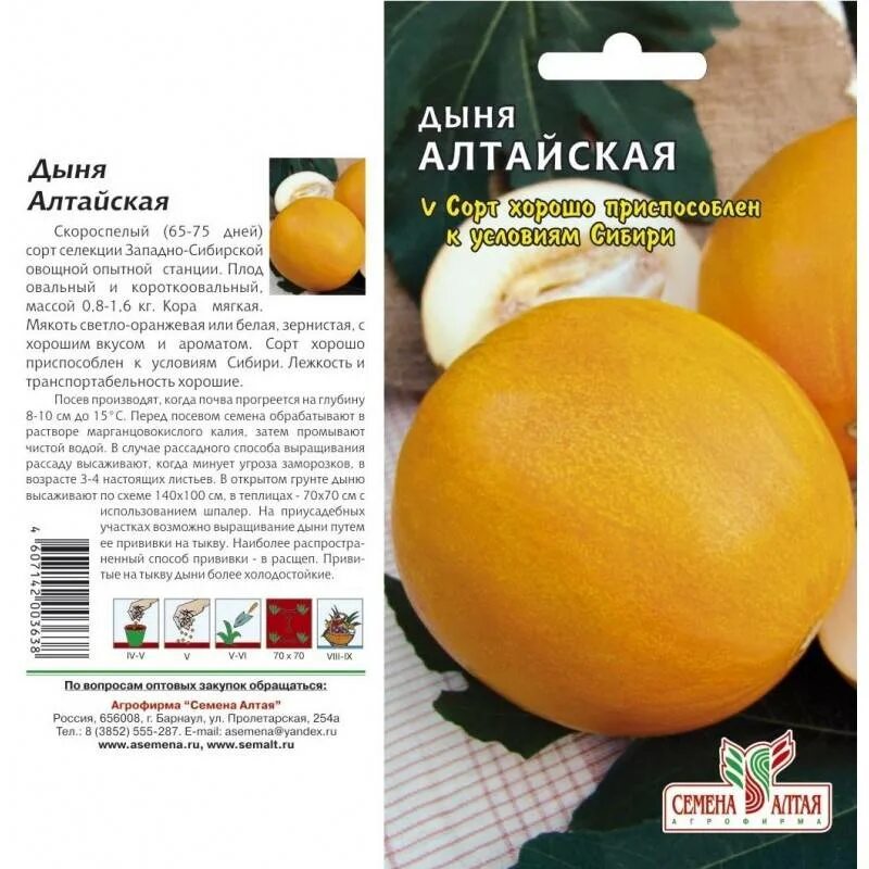 Какие лучшие сорта дыни
