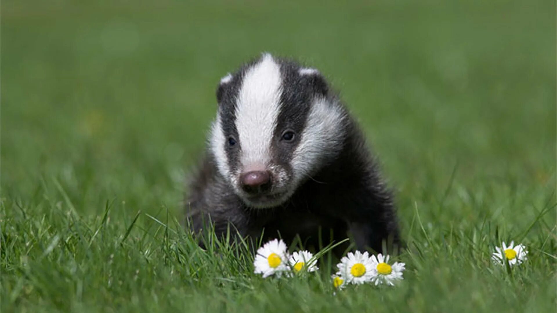 Новорожденные барсучата. Новорожденный барсук. Детеныш барсука как называется. Европейский барсук детеныш. Детеныш барсука.
