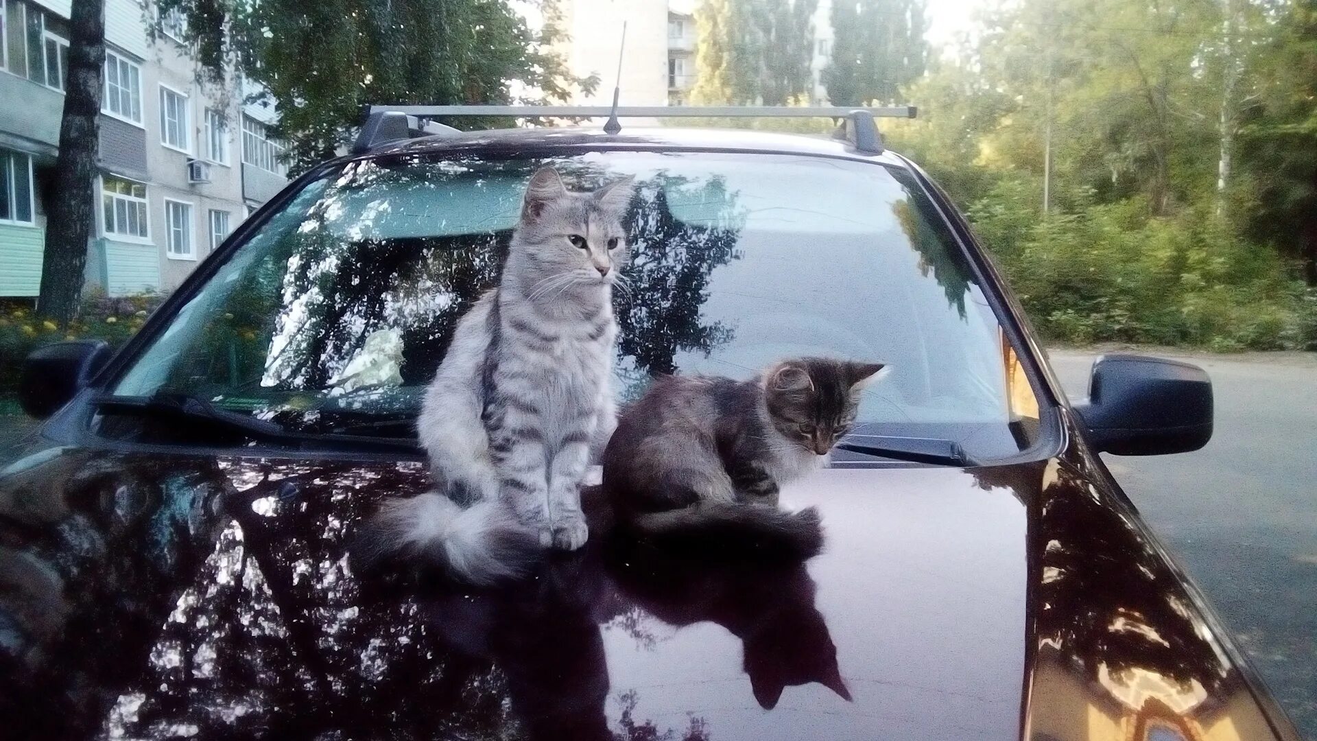 Кошка на капоте. Кот на капоте. Коты на капоте. Кошка в машине. Кошка на капоте машины.