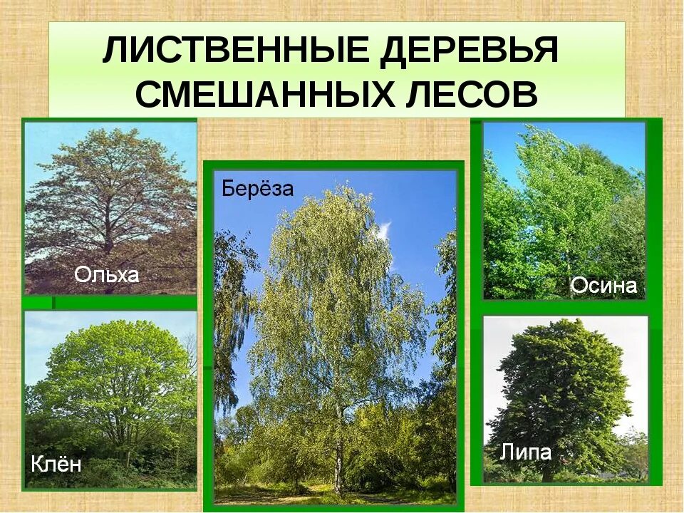 Деревья бывают 2 класс окружающий мир. Лиственные деревья названия. лиственные деревья россии. деревья россии названия. лиственные древесные растения.
