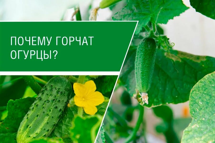 Почему горчат огурцы. Огурцы горькие причина. Огурцы горчат причина. Причины горькости огурцов. Почему бывают горькими