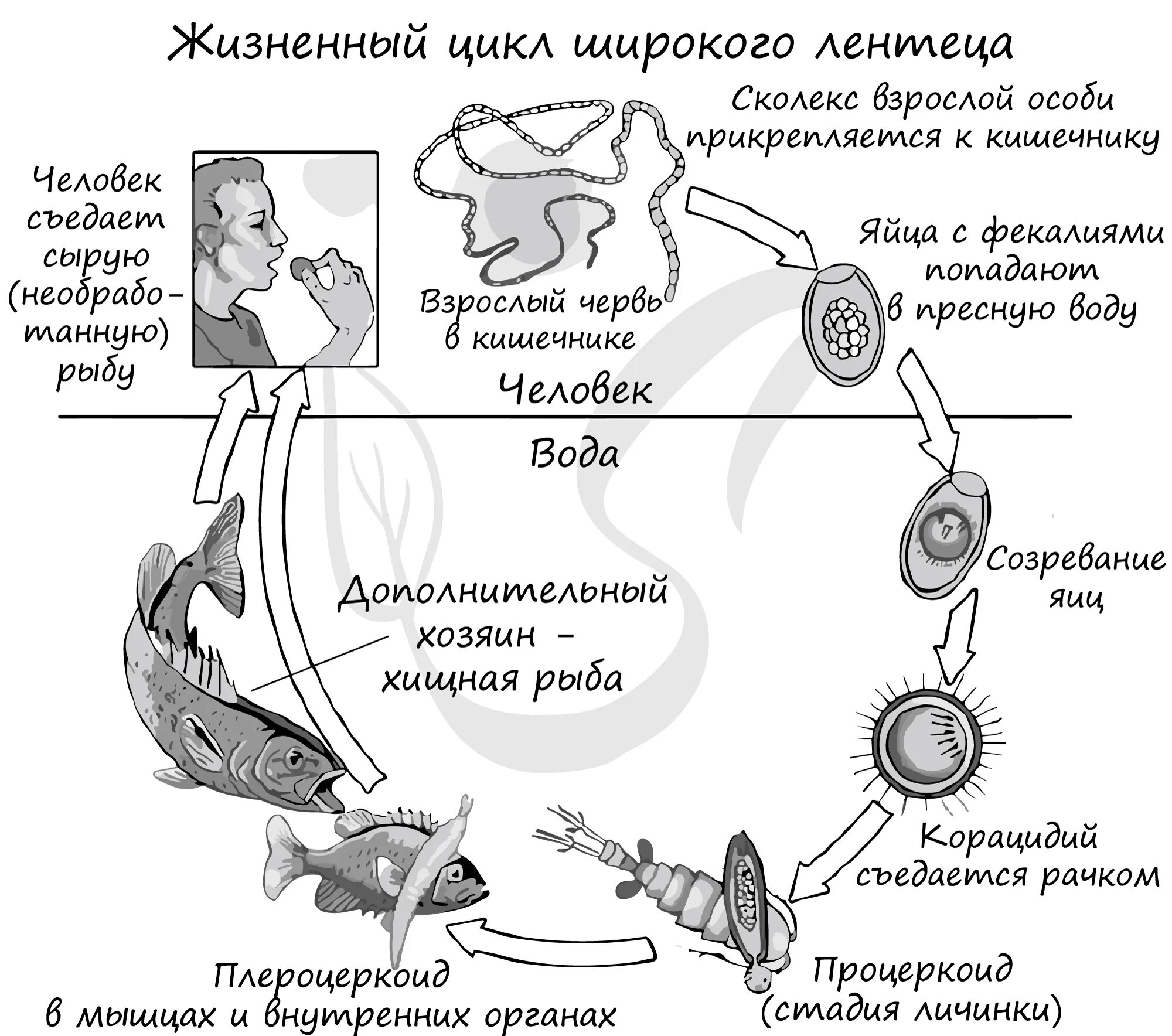 Широкий лентец жизненный цикл. Широкий лентец цикл развития. Цикл развития широкого лентеца биология. Цикл развития широкого лентеца схема.