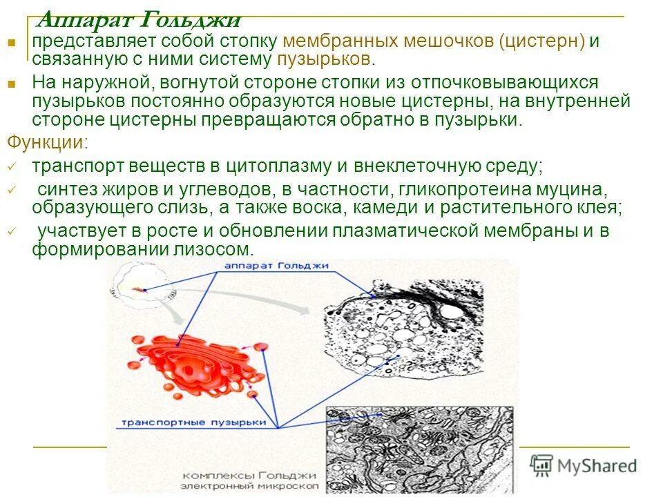 комплекс гольджи. аппарат гольджи. мешочек из органзы. цистерны система уплощенных мембранных мешочков. пакетик из органзы.
