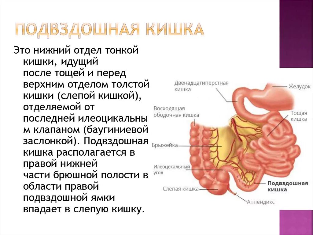 Подвздошная кишка анатомия. Терминальный отдел подвздошной кишки. Тонкая и подвздошная кишка строение и функции. Строение подвздошной тонкой кишки. Терминальный отдел тонкой кишки.