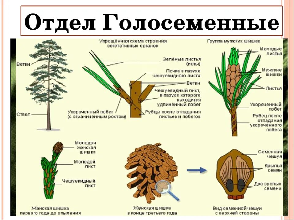 Хвойные и двудольные растения. Общая характеристика голосеменных растений 6 класс биология. Отдел Голосеменные представители. Представители хвойных голосеменных растений. Характеристика голосеменных растений 6 класс.