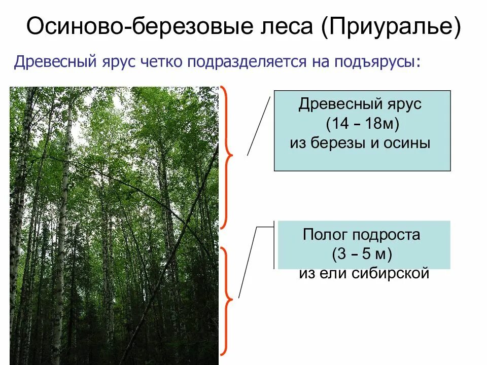 Характеристика березового леса. Древесный ярус. Осиново березовые леса. Березовый лес ярусы сообщества. Береза какой ярус