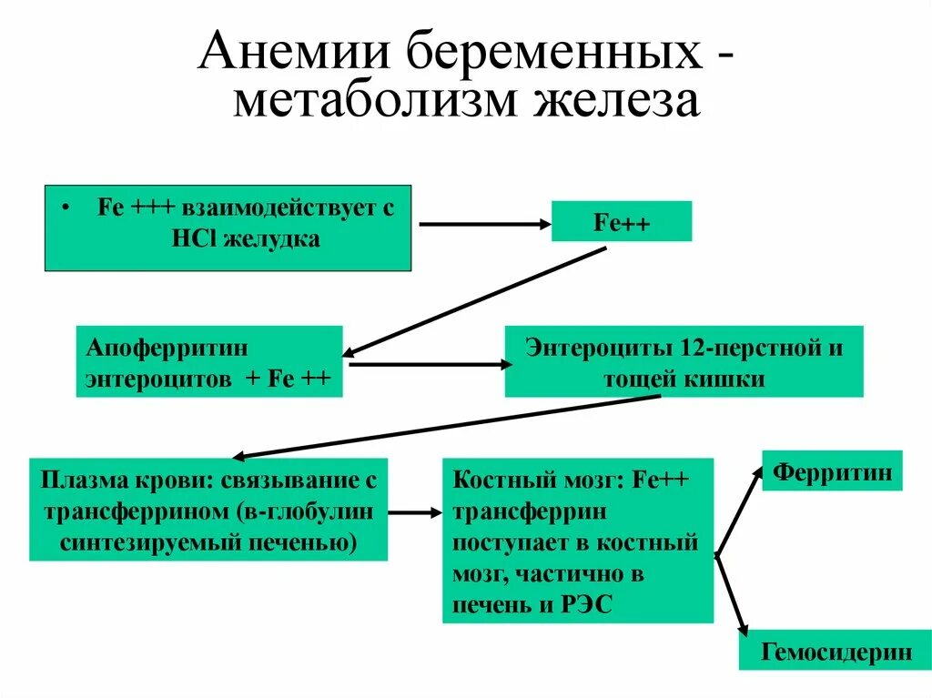 Что такое анемия при беременности. Этиология анемии при беременности. Патогенез анемии у беременных. Анемия беременных этиология. Изменение обмена веществ при беременности.