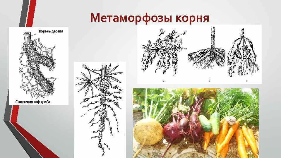 Корневые видоизменения. Метаморфозы вегетативных органов растений таблица. Метаморфозы корня. Метаморфозы корня корнеплоды.