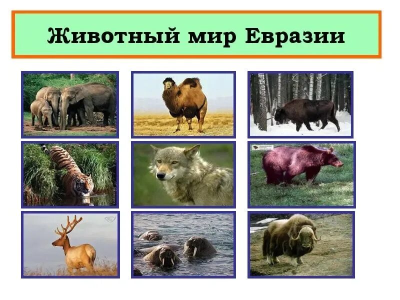 3 животных евразии. Животный мир Евразии. Животные материка Евразия. Растительный и животный мир Евразии. Животное которое обитающие в Евразии.