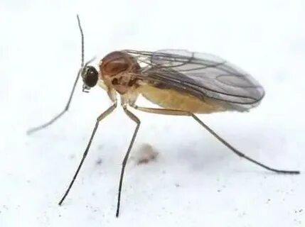 Грибная муха