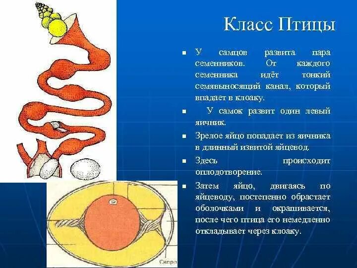 В каком яичнике происходит оплодотворение. Оплодотворение у птиц птиц. Тип оплодотворения у птиц. Как происходит оплодотворение у птиц. Как происходит оплодотворение яиц у птиц.