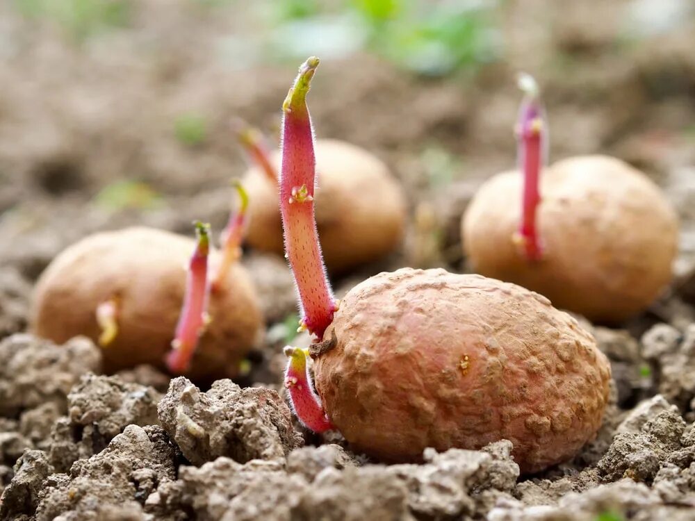 Poisonous potato update. Всходы картофеля. Картофель Краса. Potato Sprouts. Potato Sprouts cultivar traits.