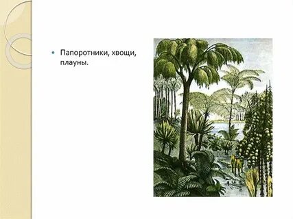 Древовидные хвощи и папоротники