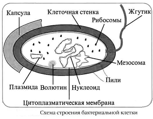 Мезосома бактериальной клетки строение. Схема капсулы бактериальной клетки. Нуклеоид бактериальной клетки строение. Структура бактериальной клетки нуклеоид.