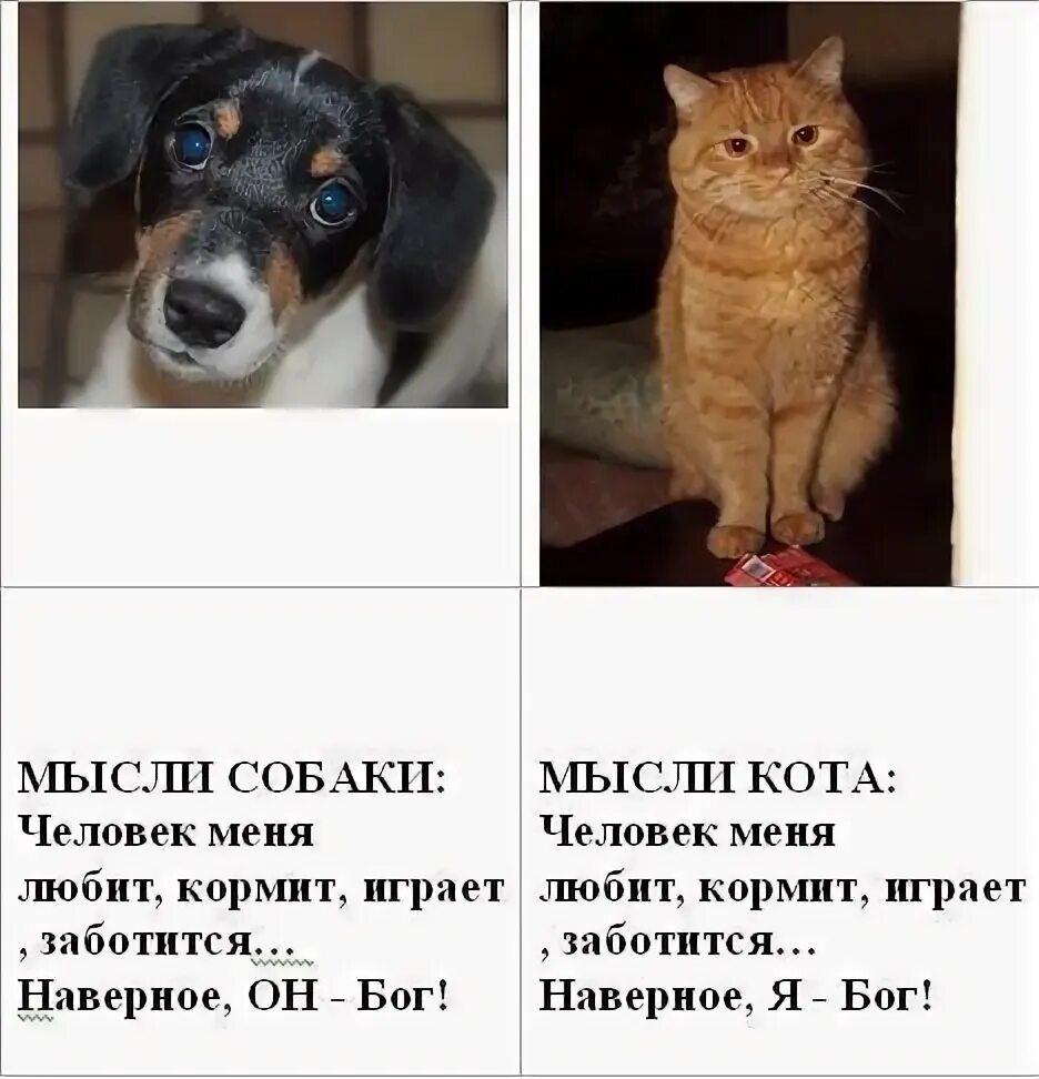 Пес наверное