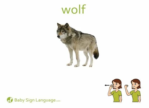 Волк на англ. Карточка волк. волк for kids. wolf flashcards for kids. волк карточка на английском.