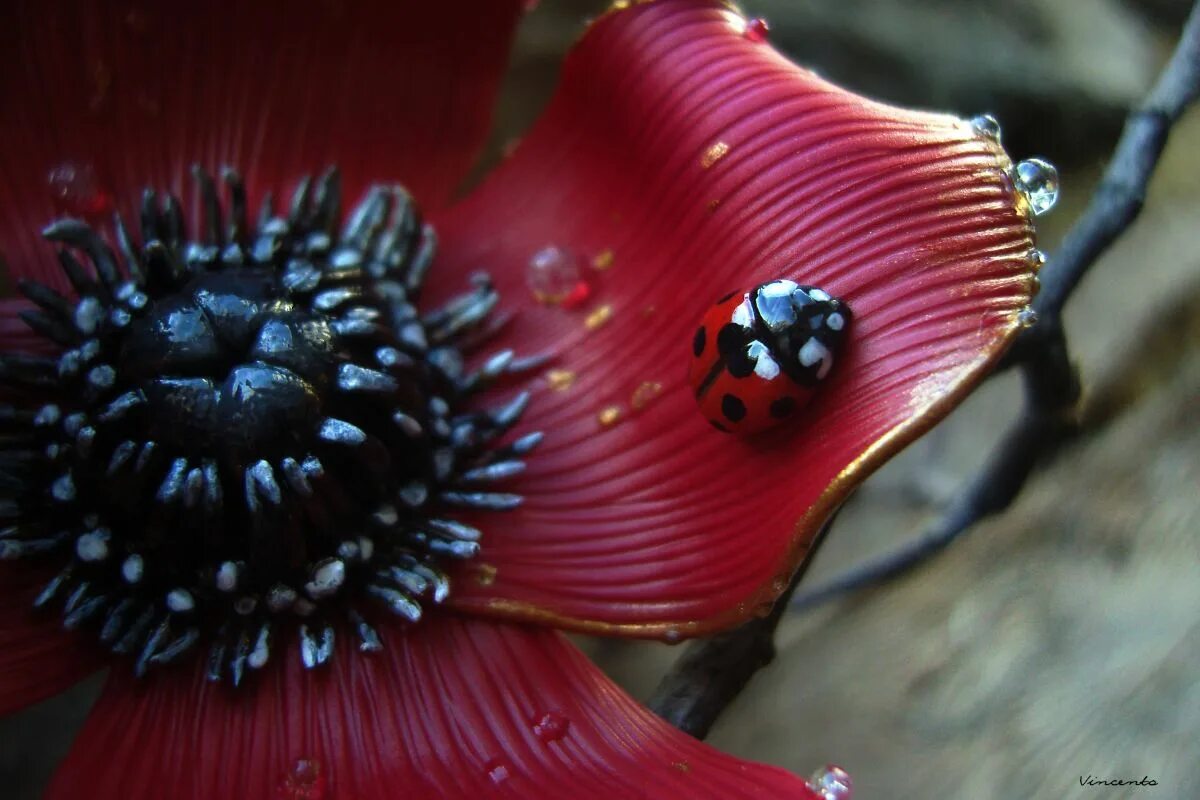 Волшебный мак. Мак магия. Маковый оберег. Художник ви данн харр. Метафорические карты личные границы.