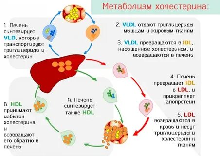 Печень плохо вырабатывает холестерин
