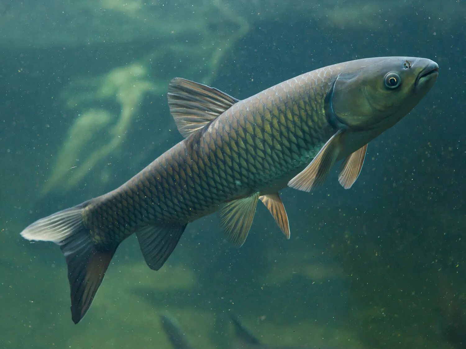 Черный Амур - (Mylopharyngodon piceus ). Белый Амур рыба. ). Mylopharyngodon piceus (черный Карп). Малек черного Амура. Карповые какие рыбы