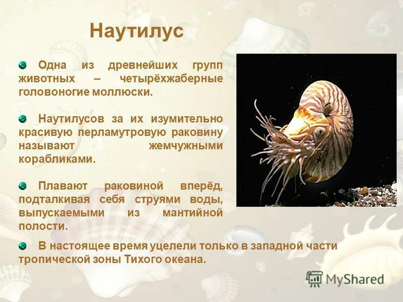 Представитель моллюсков является. Наутилус головоногие. Головоногие Наутилус строение. Наутилус моллюск строение. Сообщение о головоногих Наутилус.