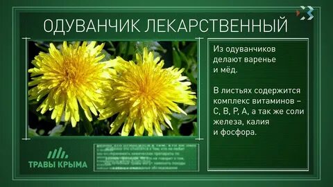 Таблица одуванчика