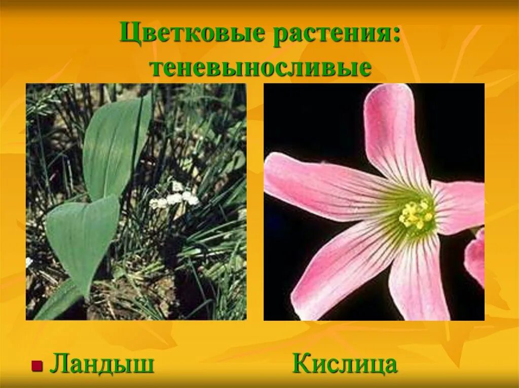 Презентация растение 2 класс окружающий мир. Теневыносливые растения. Теневыносливые цветковые растения. Светолюбивые и теневыносливые комнатные растения. Теневыносливые растения Челябинской области.