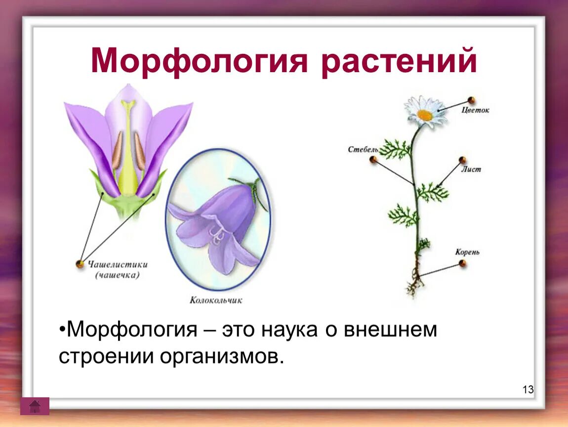 Строение растения в связи с условиями. Морфология растений. Строение цветка. Морфологическое строение растений. Морфология цветковых растений.