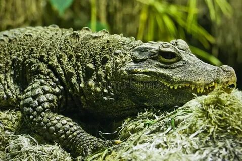 Текст зеленый крокодил