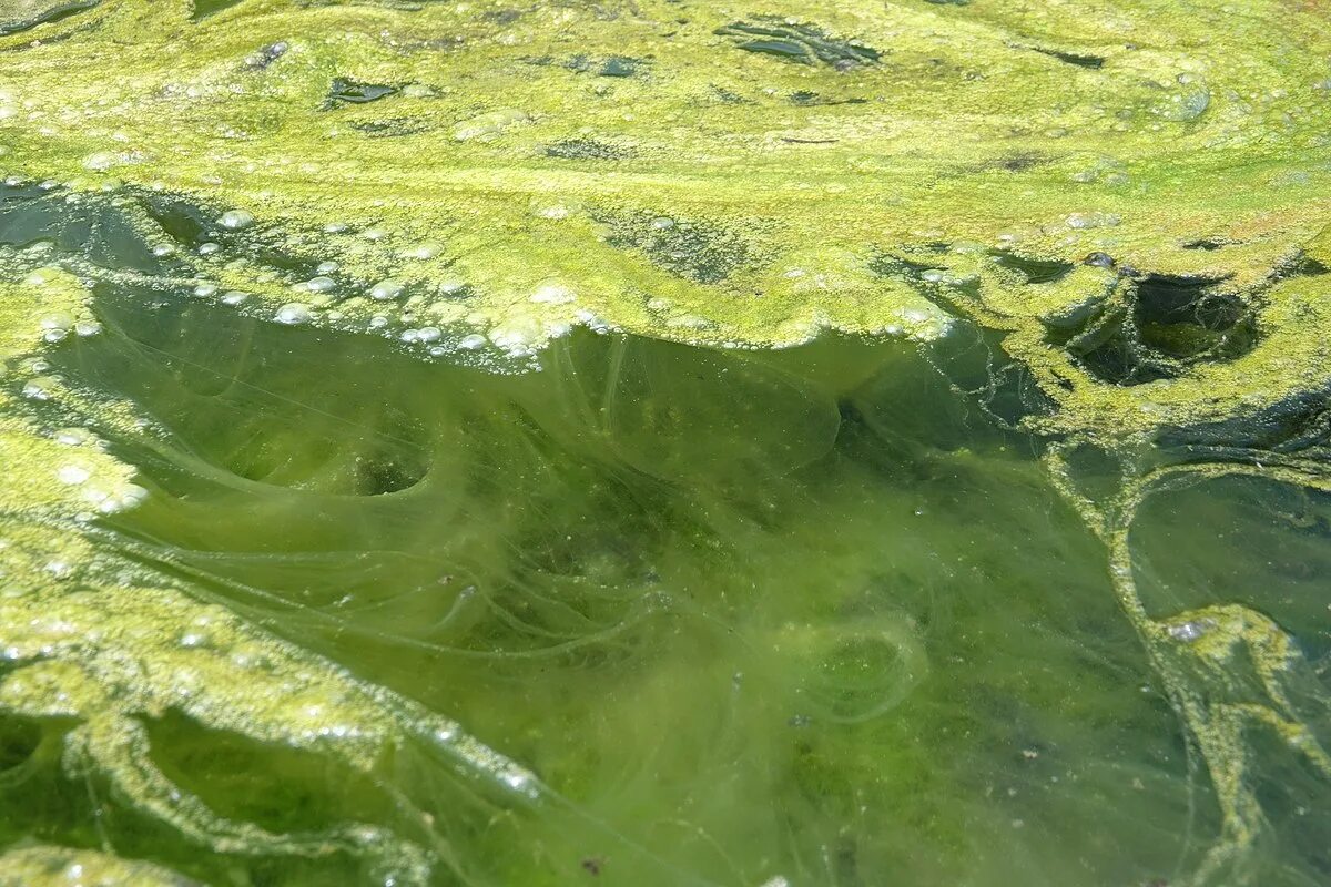 Слой водорослей. Байкал водоросли спирогиры. Спирогира на Байкале. Нитчатая водоросль спирогира.