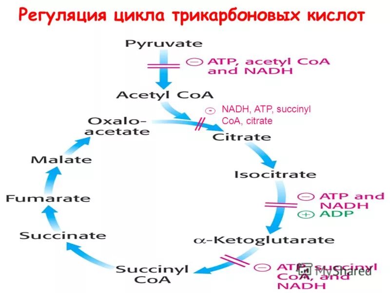 Суммарная реакция цикла трикарбоновых кислот. Регуляция цикла трикарбоновых кислот. Регуляторные реакции ЦТК. Регуляция ЦТК. Гормональная регуляция ЦТК.