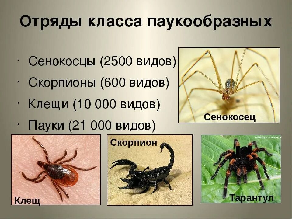 Класс паукообразные систематика. Тип Членистоногие класс паукообразные представители. Класс паукообразные представители клещей. Тип Членистоногие класс паукообразные представители класса.