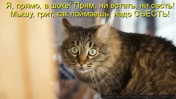 Я в шоке. Котомания с надписями. Котоматрица ШОК. Котомания картинки с надписями. Голосую Котоматрица.