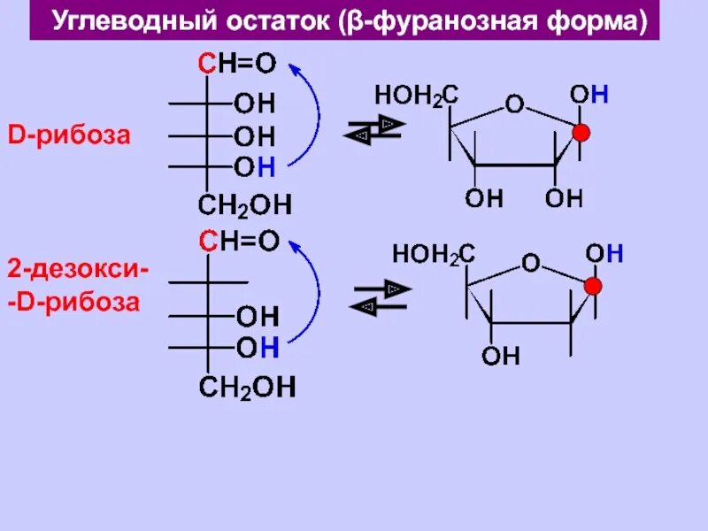 2 дезокси d рибоза 2ddr. 2-дезокси-d-рибоза. фуранозный цикл д рибозы. цикло оксо таутомерия 2 дезокси d рибоза. энантиомер для 2-дезокси-d-рибозы.