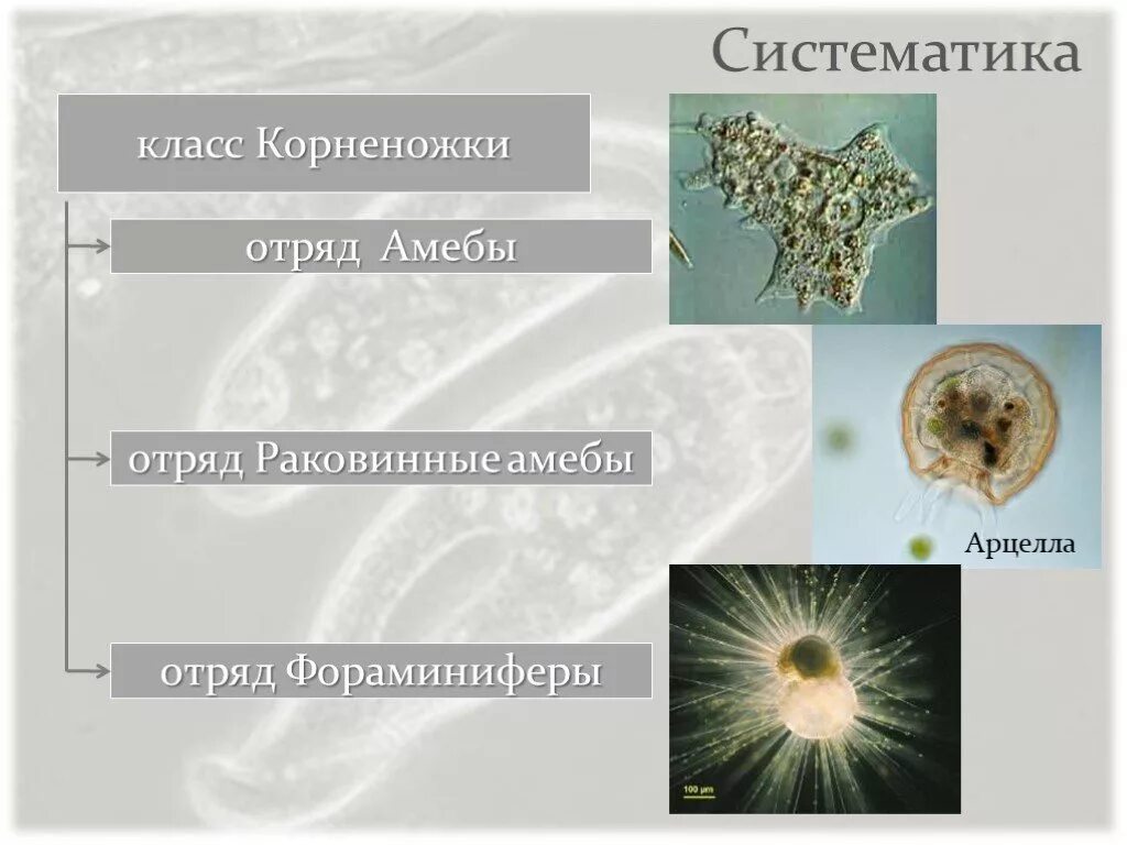 Саркодовые представители. Морские корненожки фораминиферы. Отряды саркодовых. Представители класса Саркодовые корненожки. Арцелла, фораминиферы.