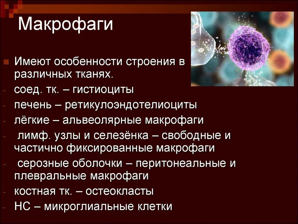 Эритроциты макрофаги. Макрофаги строение и функции. Тканевой Макрофаг характеристика. Строение макрофага гистология. Макрофаги функции гистология.