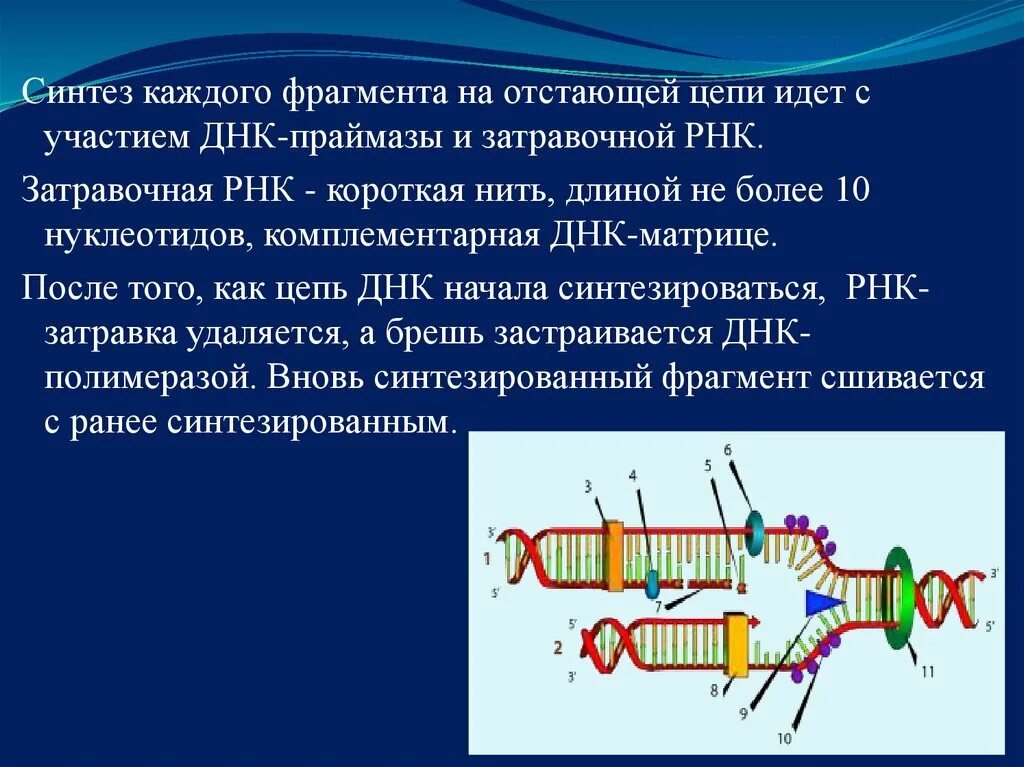 Направление матричной цепи днк. Синтез отстающей цепи ДНК. Синтез запаздывающей цепи ДНК. Синтез ведущей и отстающей цепей ДНК.. Репликация ДНК лидирующая и отстающая цепи.