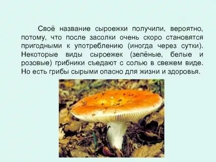 Текст сыроежка 3 класс