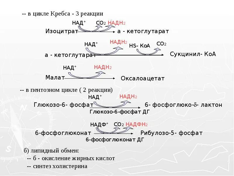 2 реакция цикла кребса