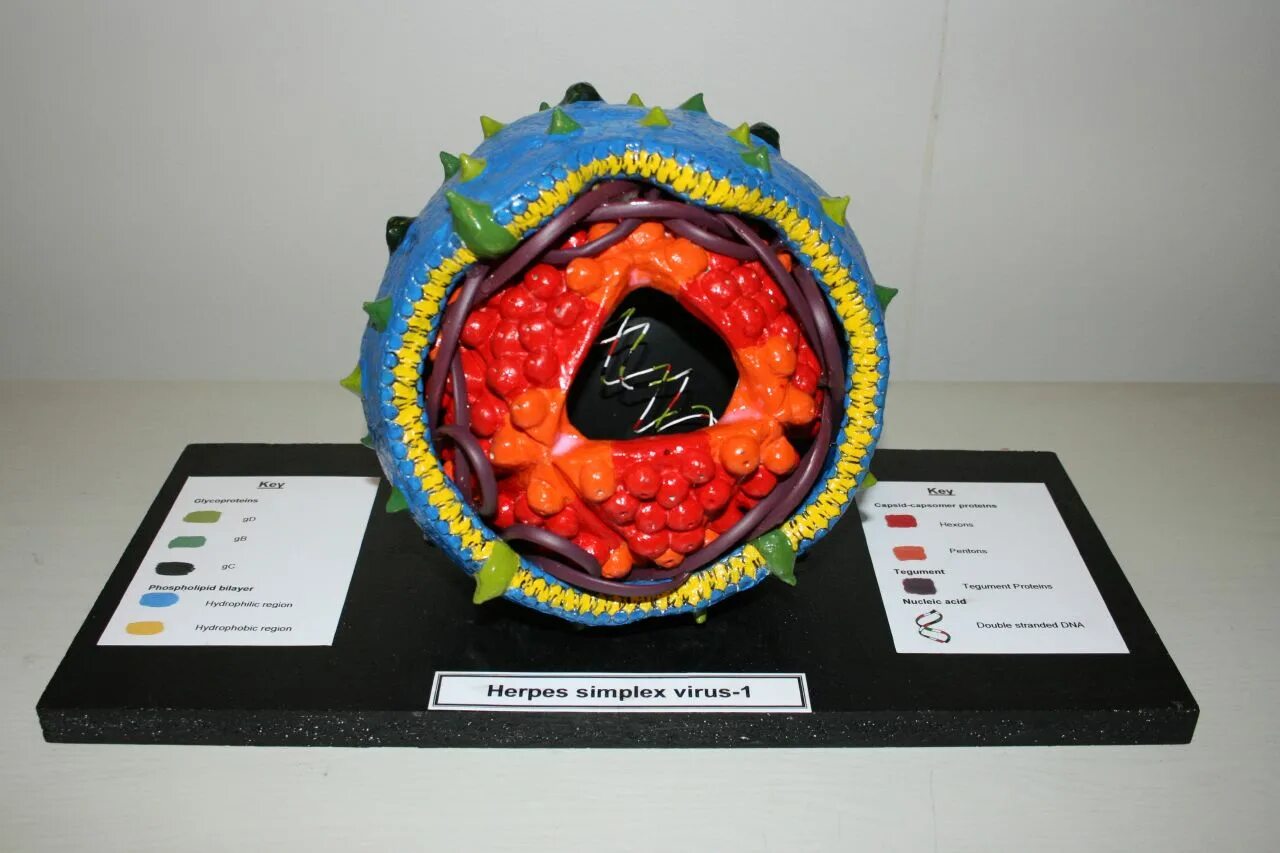 строение вируса строение бактериофага. макет вируса. модель вируса из подручных материалов. поделка вирус. макет вируса 5 класс биология.