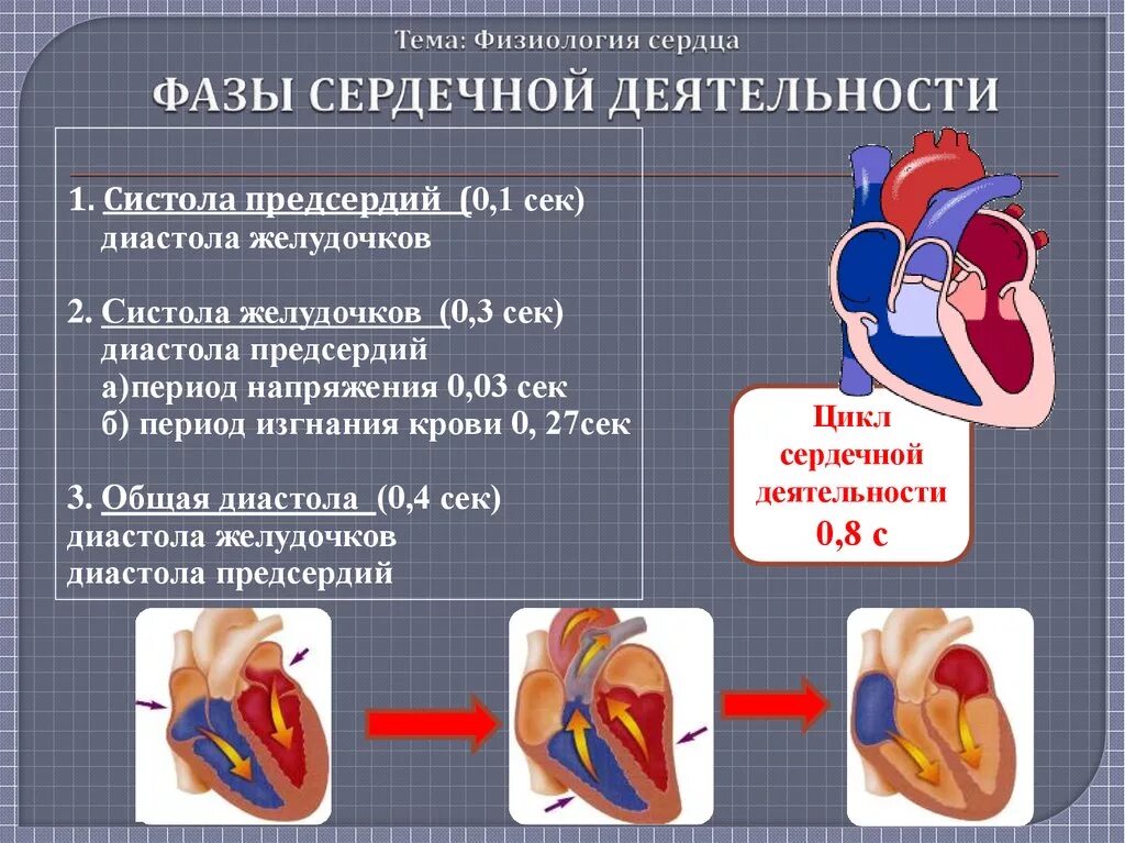 Пассивное наполнение сердца кровью фаза сердечного. Фазы деятельности сердца физиология. Физиология сердца систола. Сердечный цикл физиология кратко. Физиология деятельности сердечной мышцы.